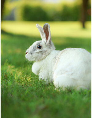 BIG BUNNY