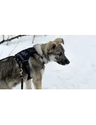 Nahak Nahak harnais de marche bleu pour petits chiens très petit.