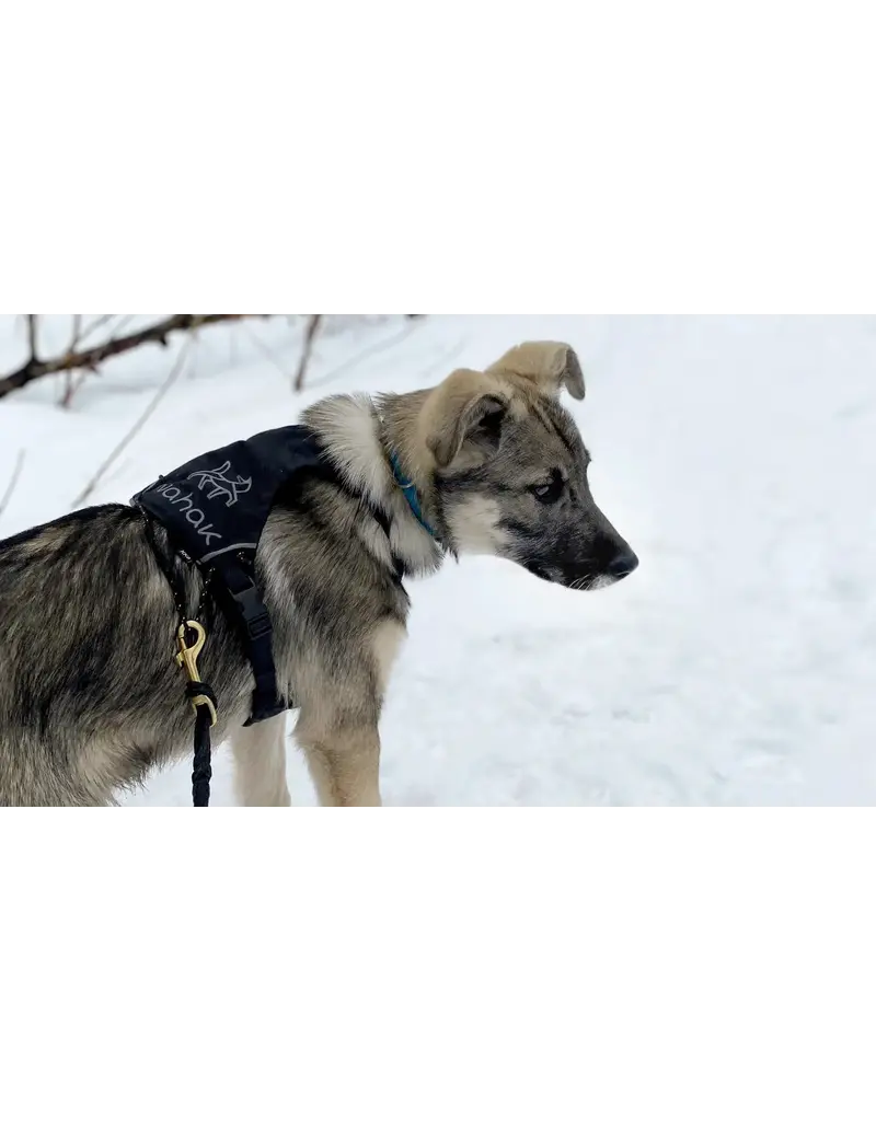 Nahak Nahak harnais de marche bleu pour petits chiens très petit.