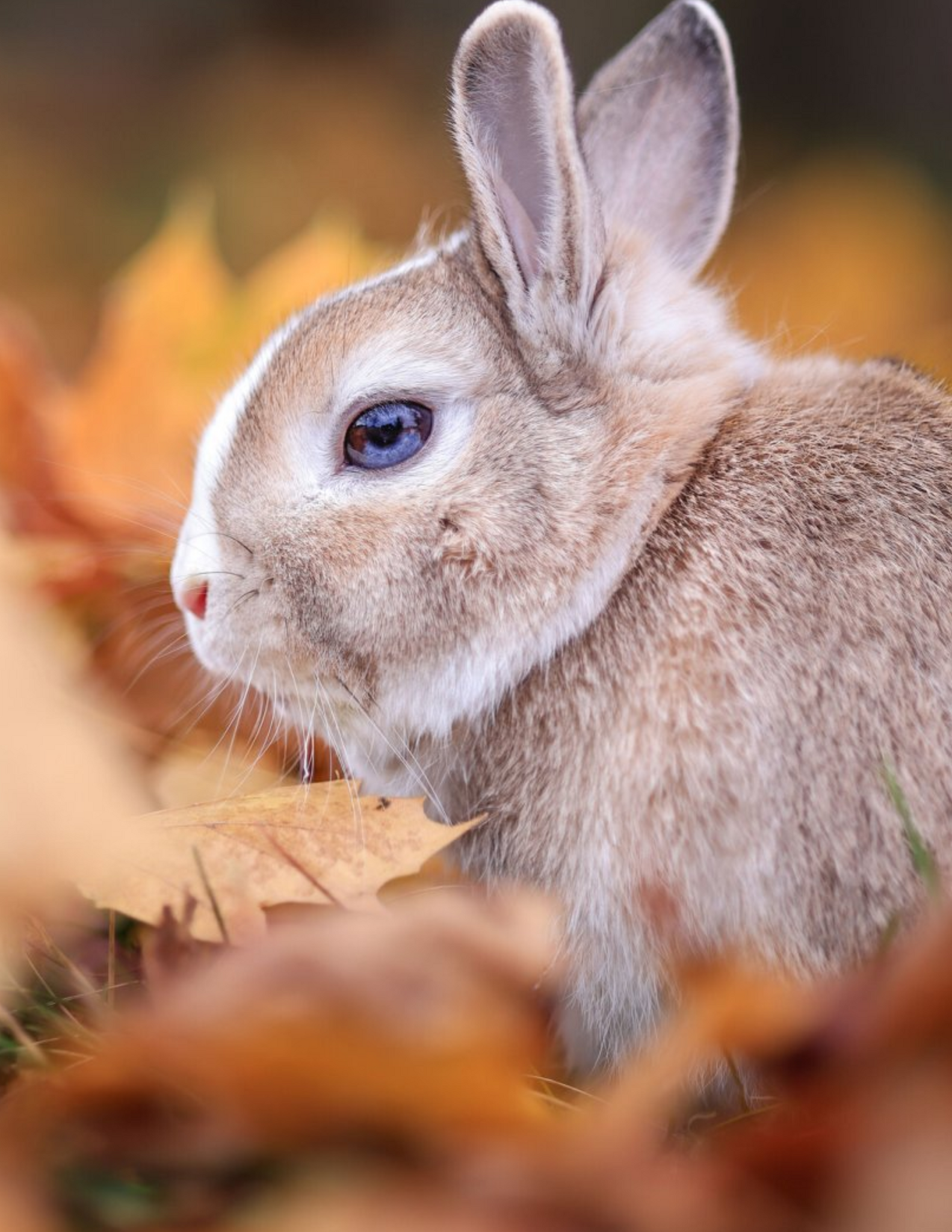 Petits animaux