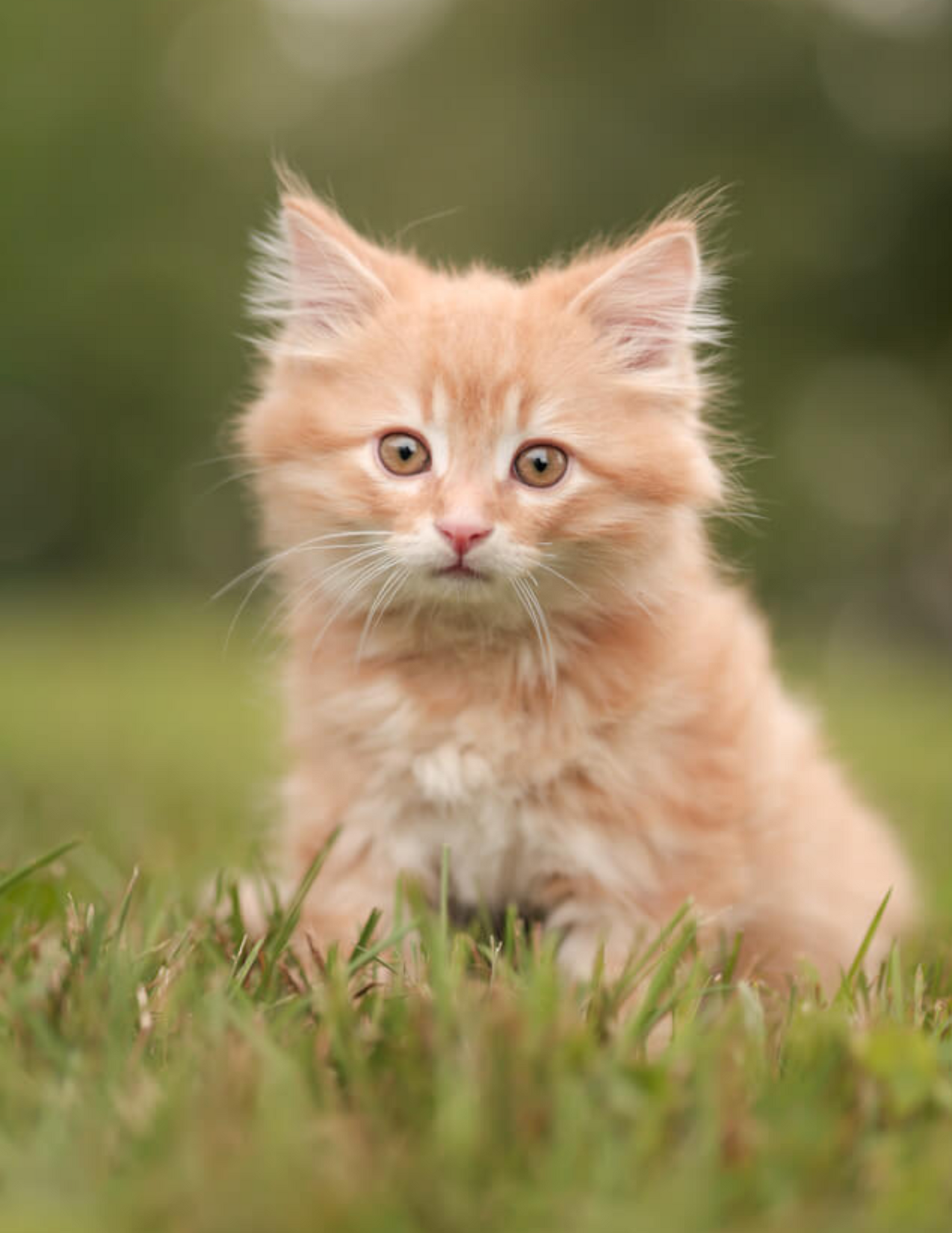 Chats