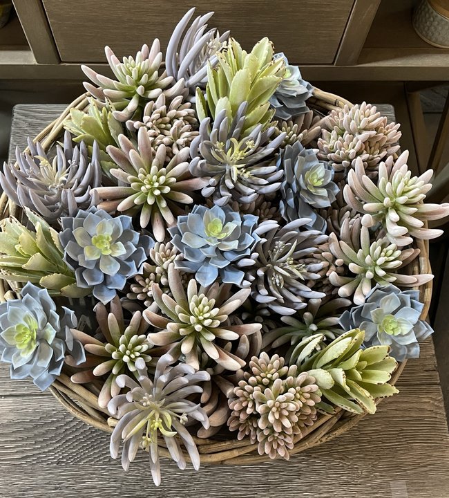 Featured In Haus Small Succulent