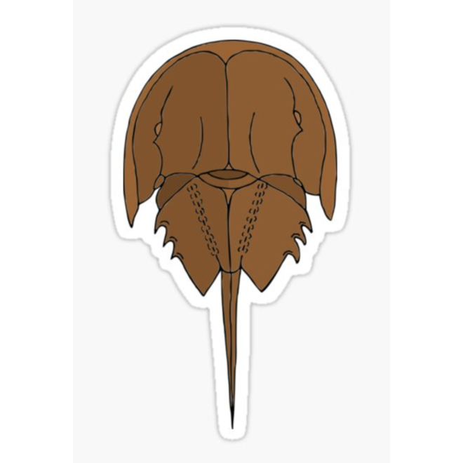 Horseshoe Crab Sketch | Large Printed Vinyl Sticker