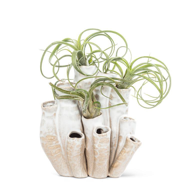 Md Organic Vase w/10 Pods-7"H