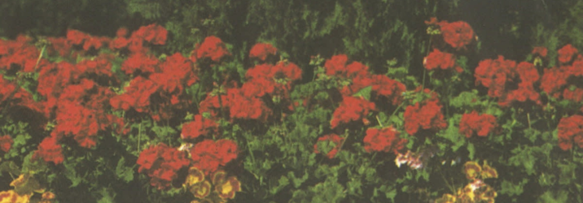 Imaginary Softwoods • Annual Flowers in Color