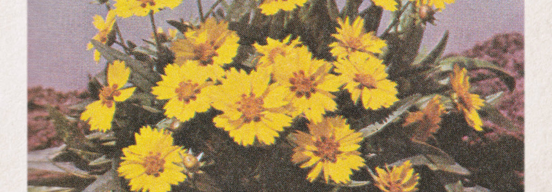 Green-House • Six Songs For Invisible Gardens
