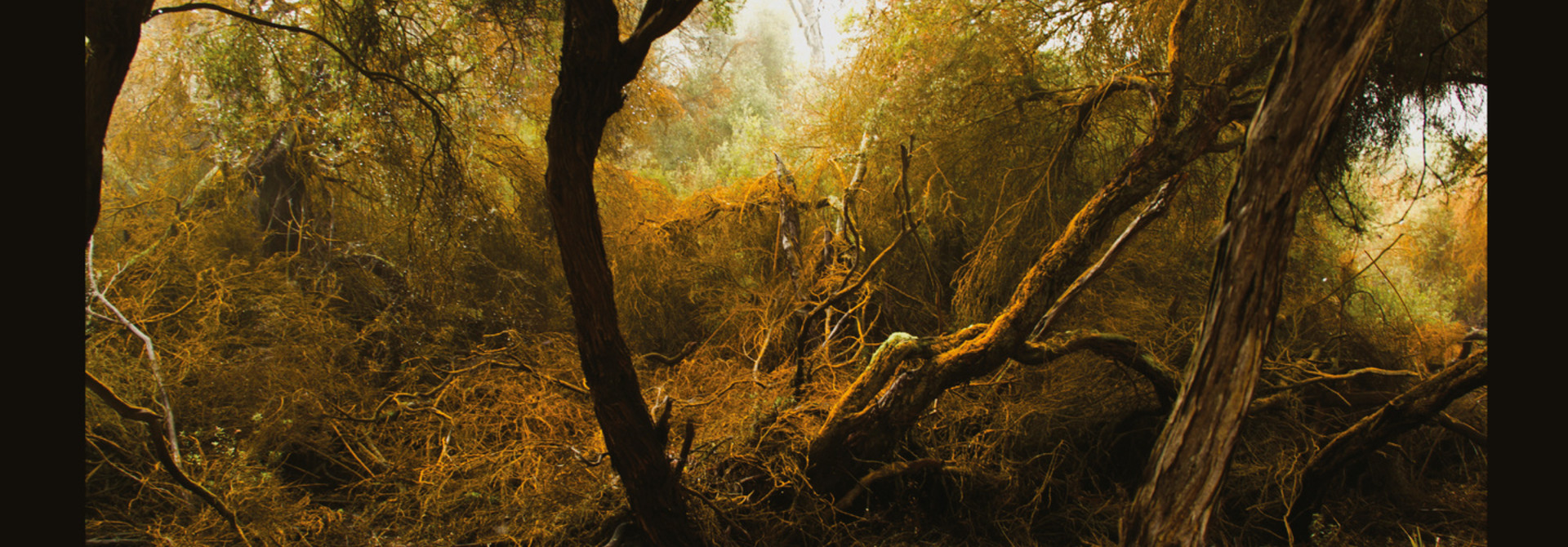Lubomyr Melnyk • Fallen Trees