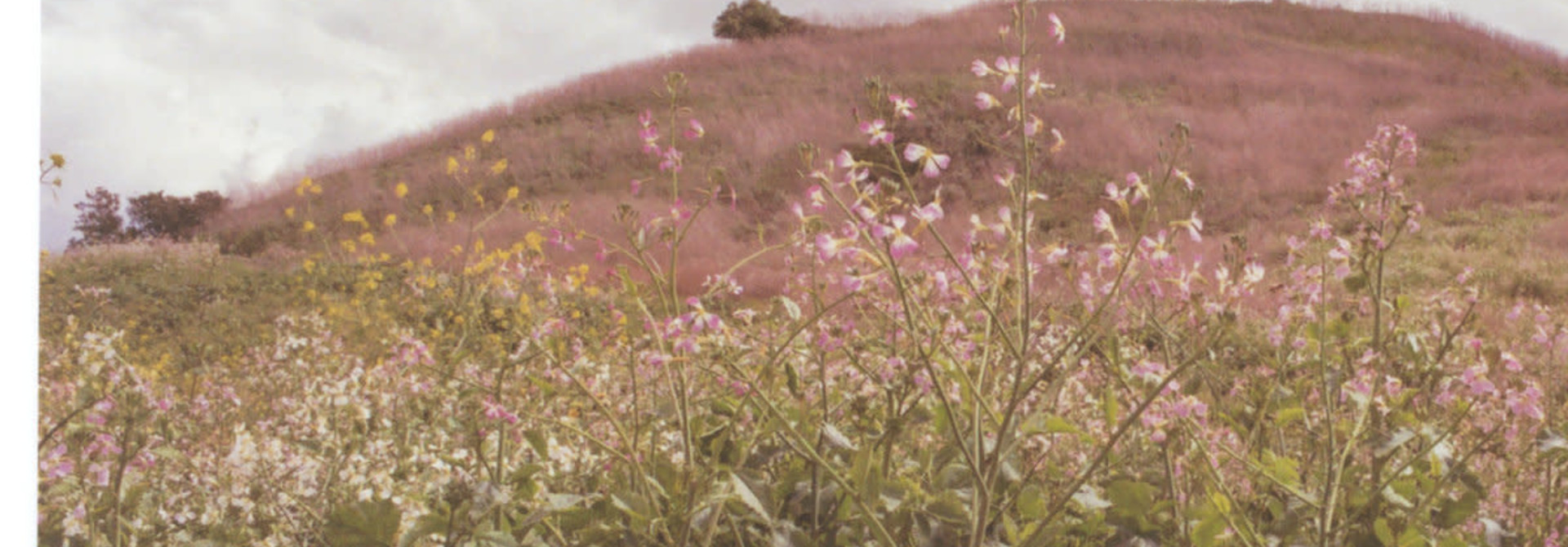 Emily A. Sprague • Hill, Flower, Fog