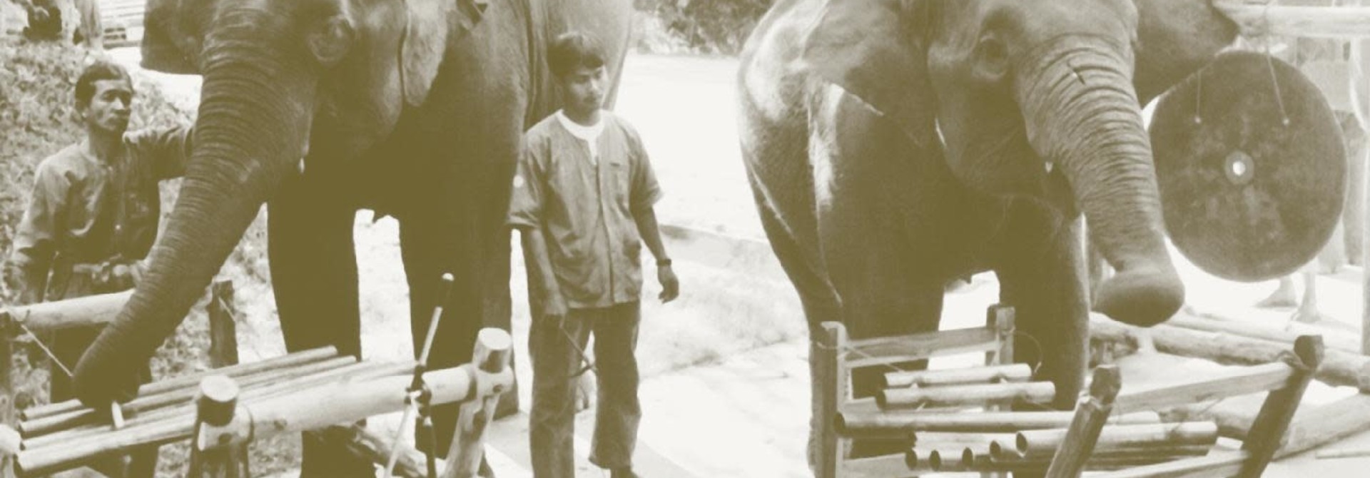 Thai Elephant Orchestra • Thai Elephant Orchestra (RSD2021)