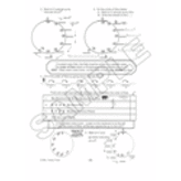 Theory Time Theory Time: Grade 4 (Intermediate)