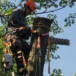 CMI Arborist Block