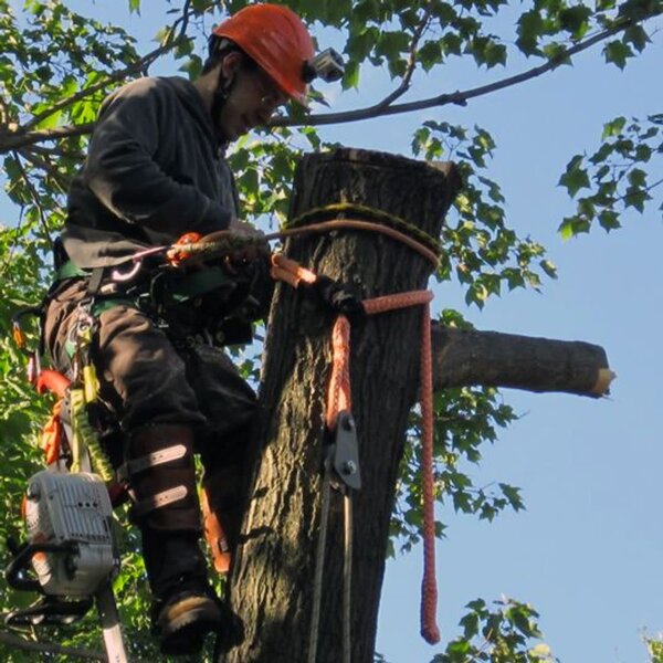 CMI Arborist Block