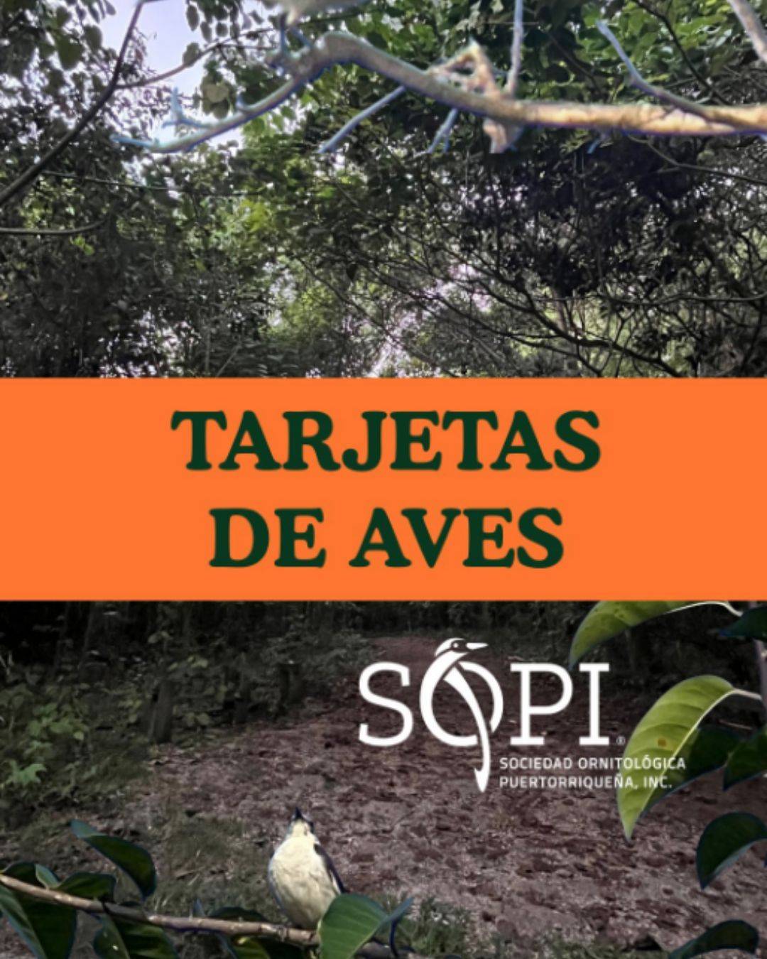 Acampa Puerto Rico | Best Brands for Outdoor and Travel