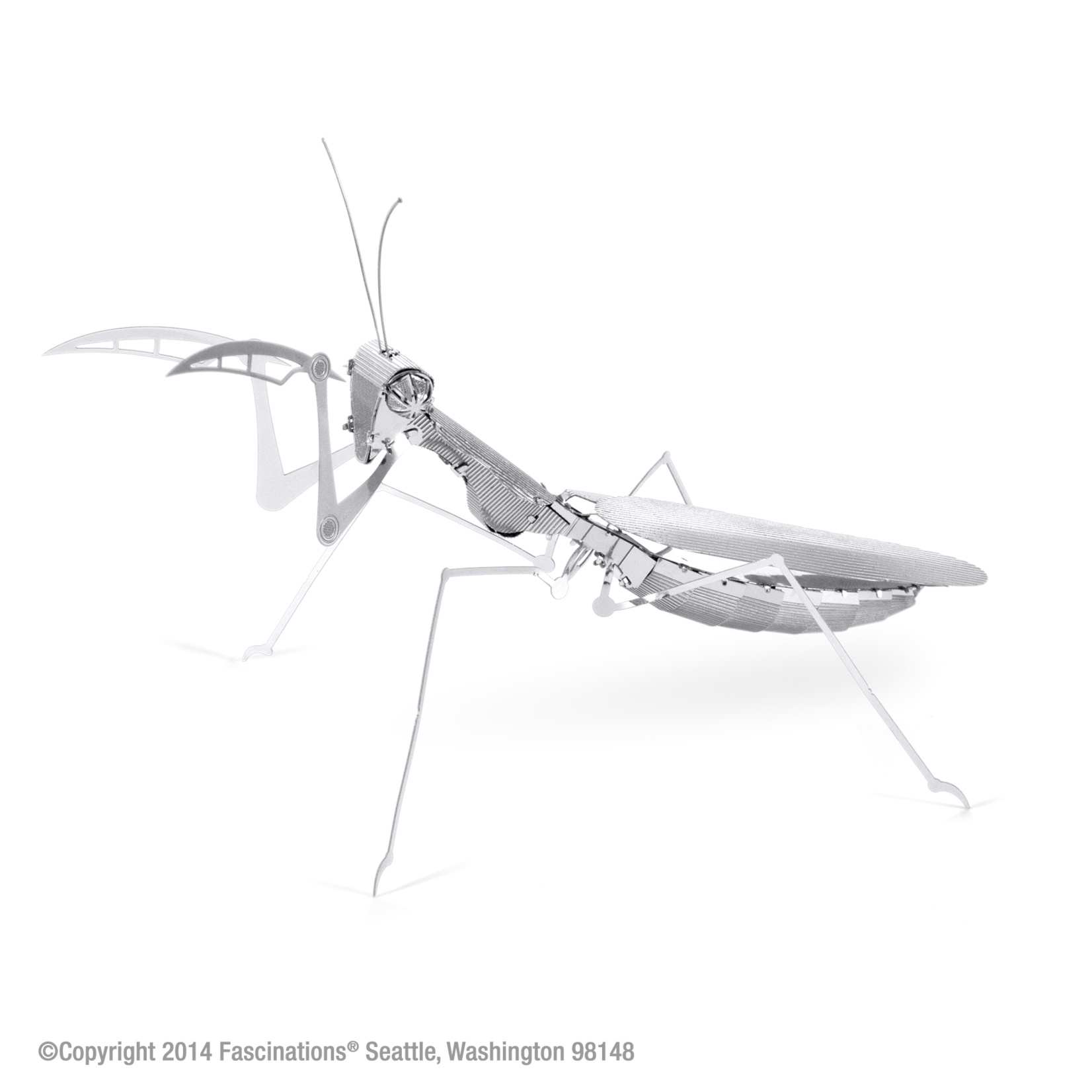 Fascinations Wildlife: Praying Mantis