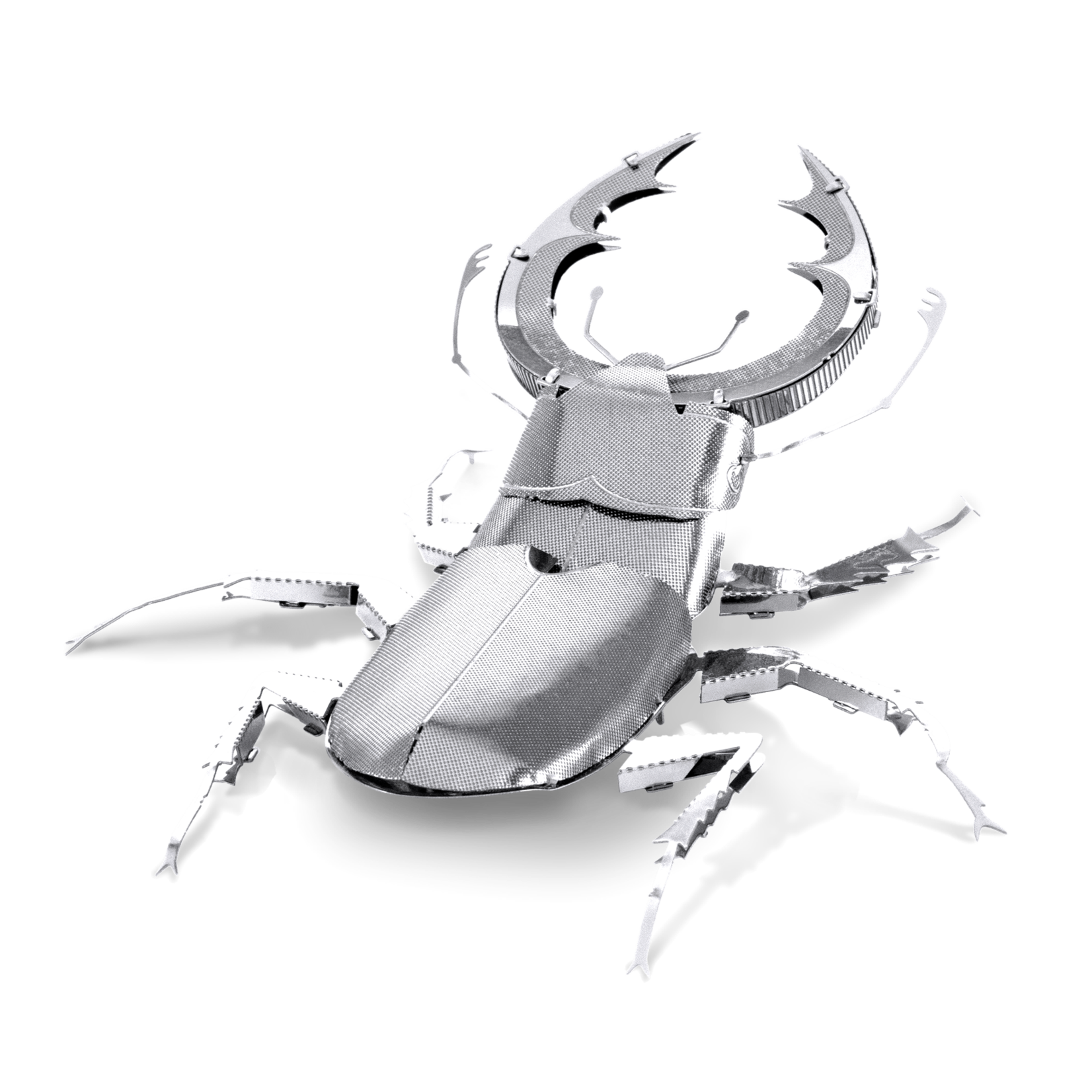 Fascinations Wildlife: Stag Beetle