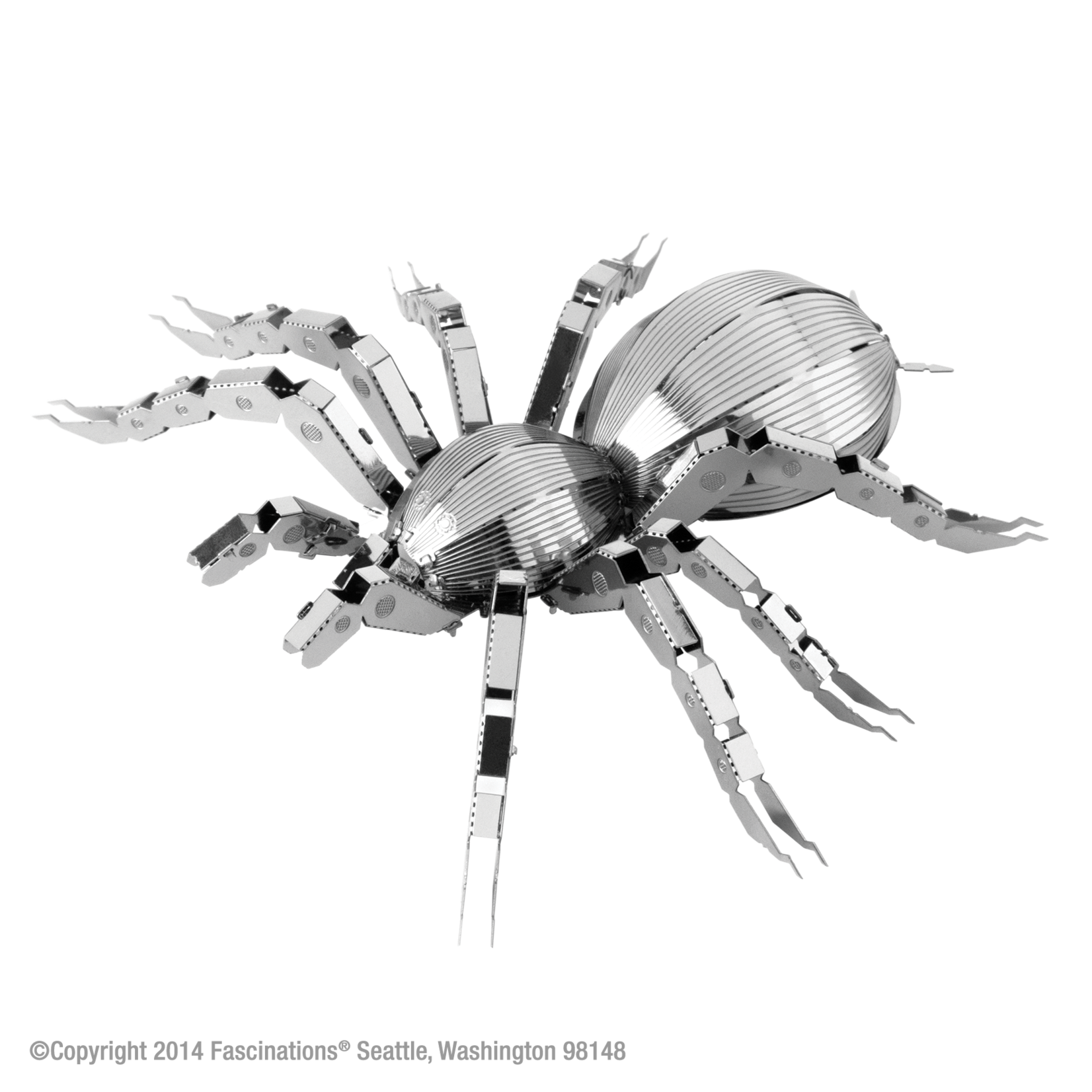 Fascinations Wildlife: Tarantula