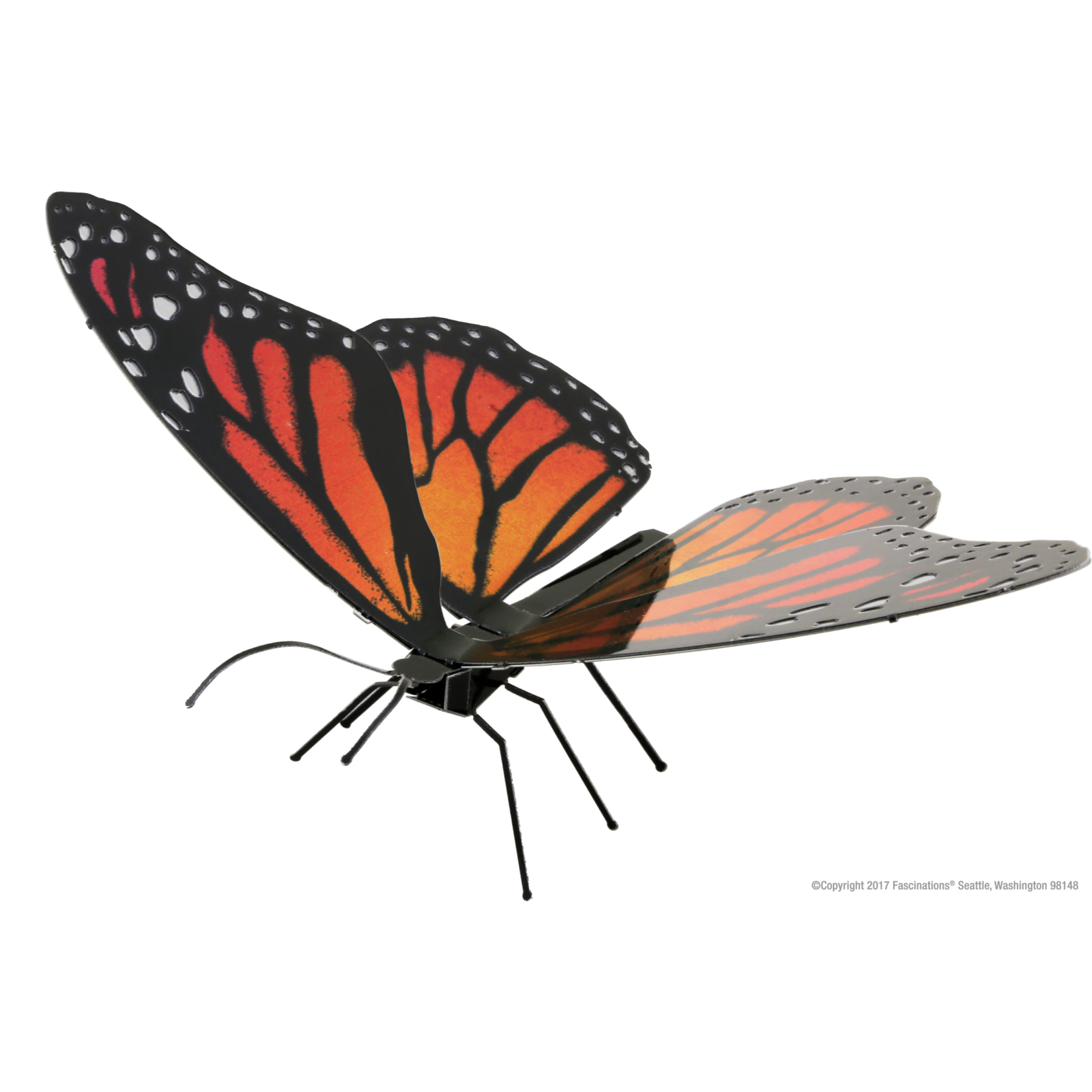 Fascinations Wildlife: Monarch Butterfly