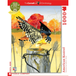 New York Puzzle Co Cornell Lab: American Kestrel 1000pc