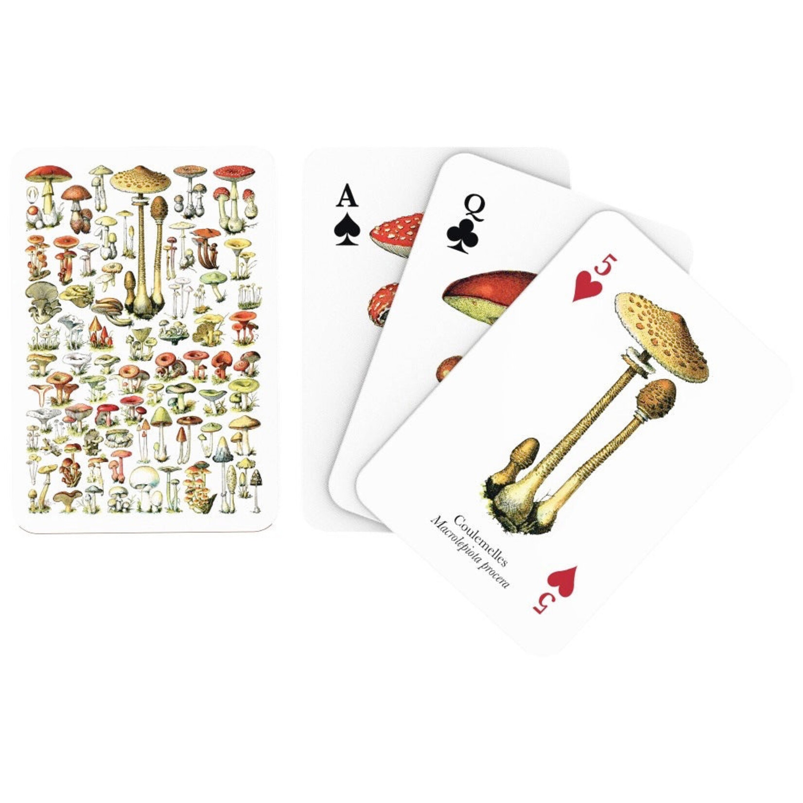 New York Puzzle Co Cards: Mushrooms