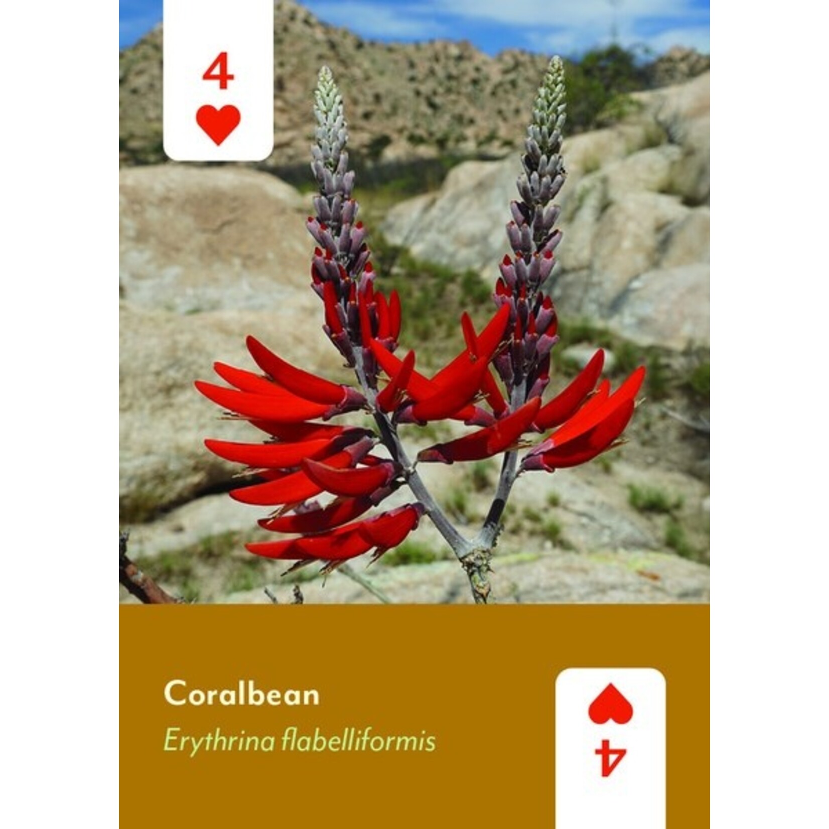 Mountaineer Books Cards: Desert Southwest Wildflowers