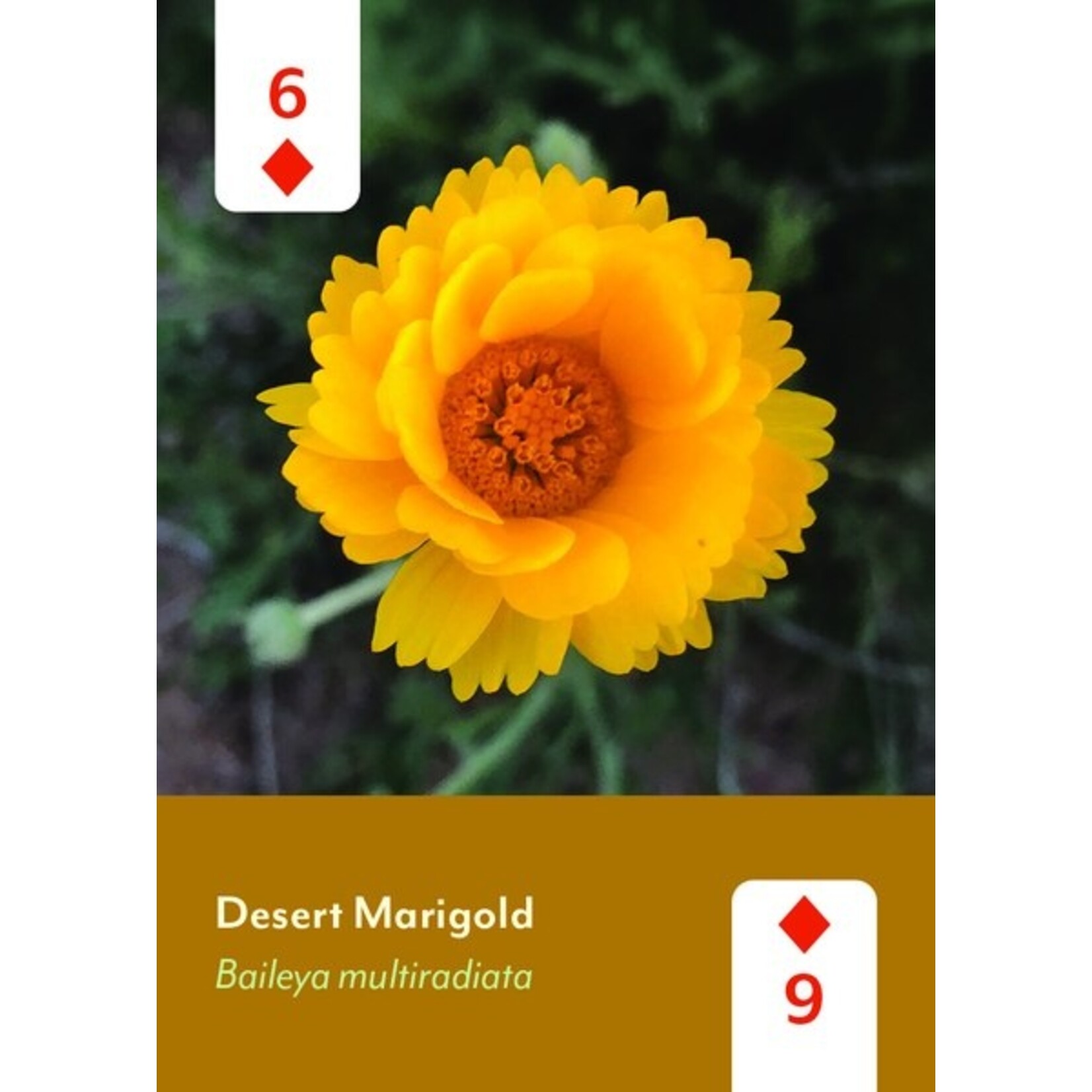 Mountaineer Books Cards: Desert Southwest Wildflowers