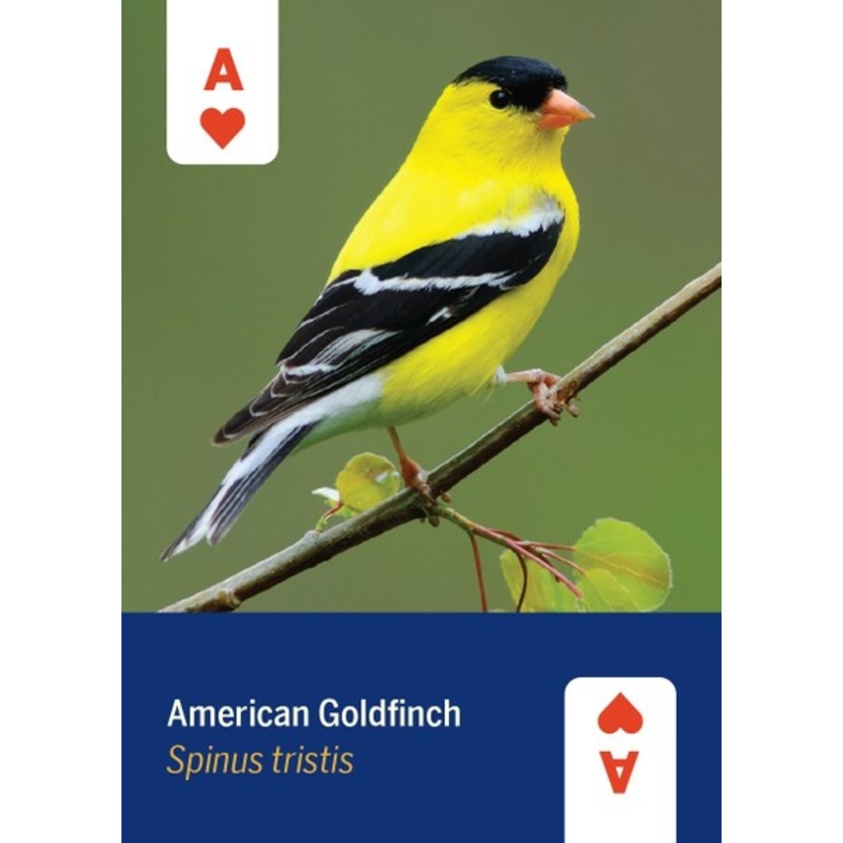Mountaineer Books Cards: Birds of North America