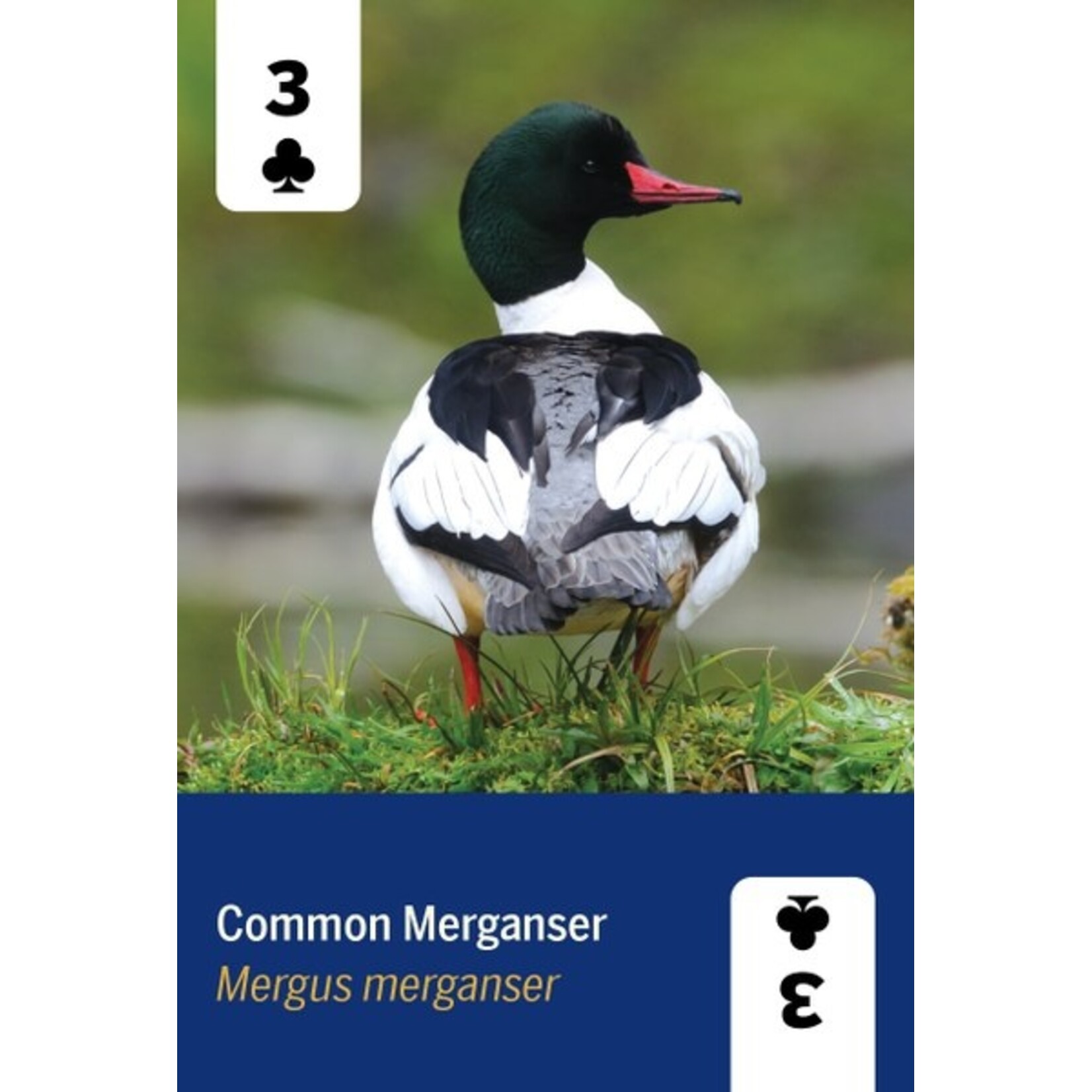 Mountaineer Books Cards: Birds of North America
