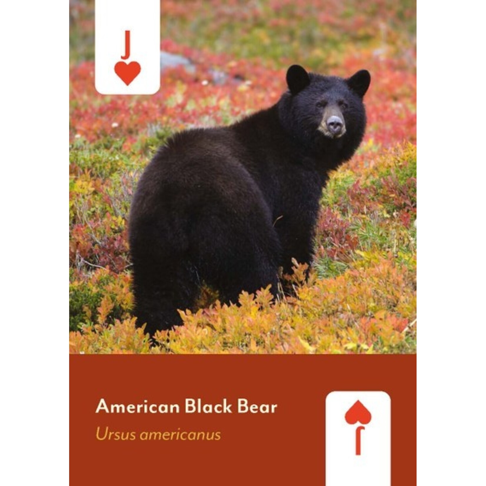Mountaineer Books Cards: Mammals of North America