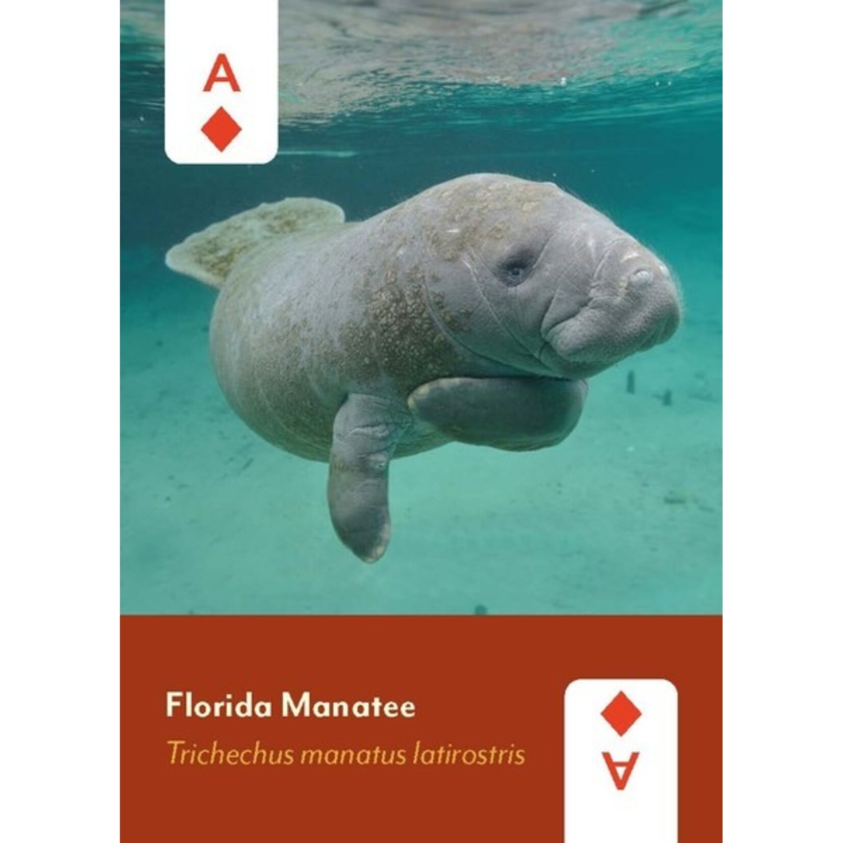 Mountaineer Books Cards: Mammals of North America