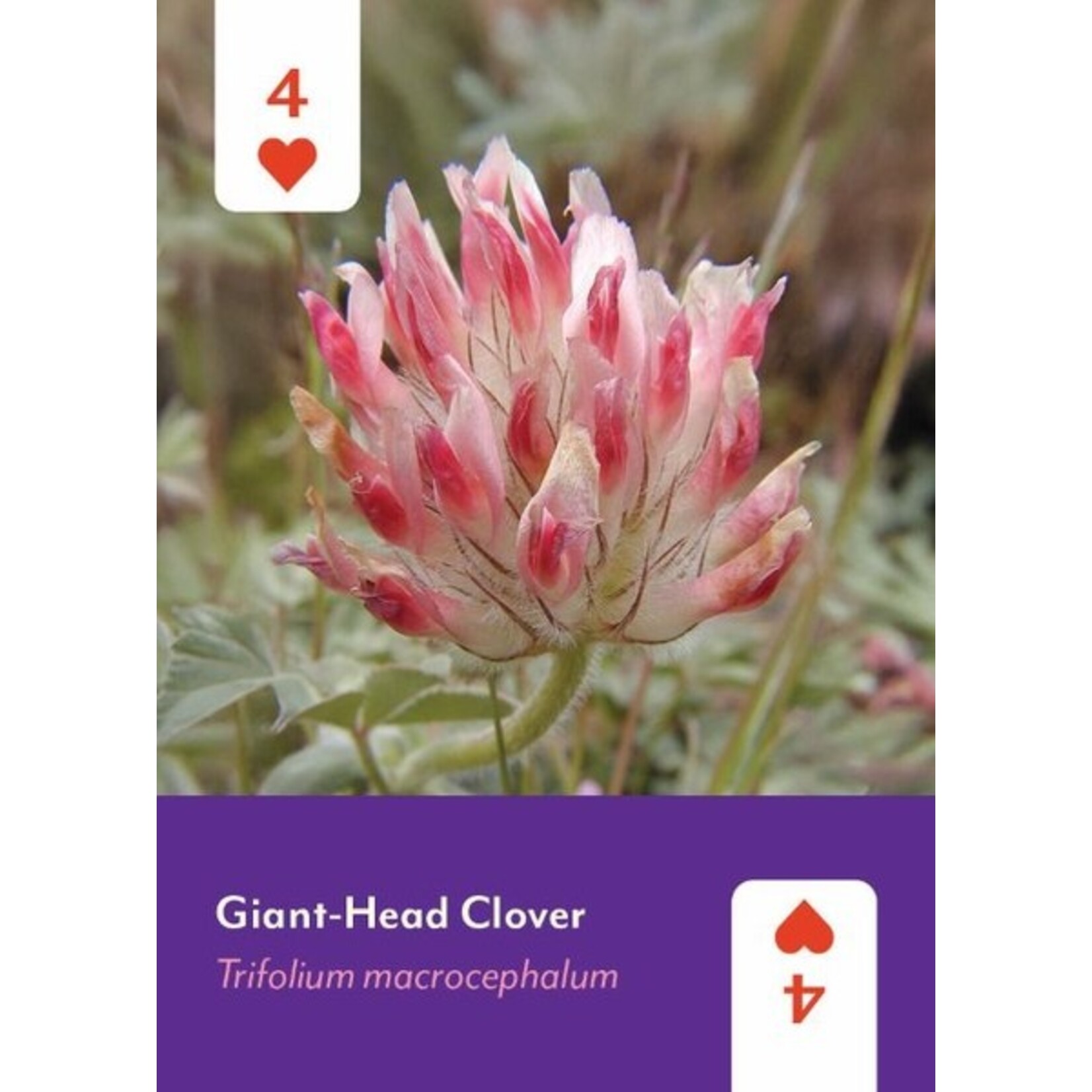 Mountaineer Books Cards: Pacific Northwest Wildflowers