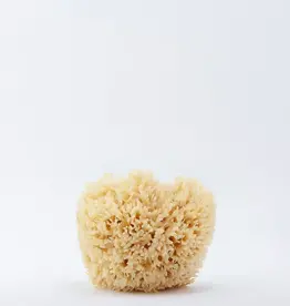 • Natural Sponge