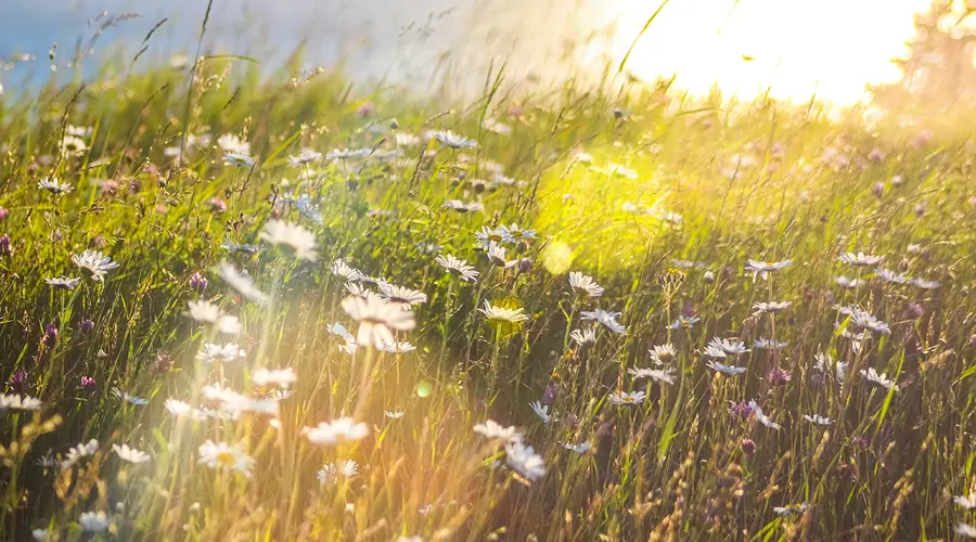 Spring is Here! Make a Fresh Start with Green Cleaning