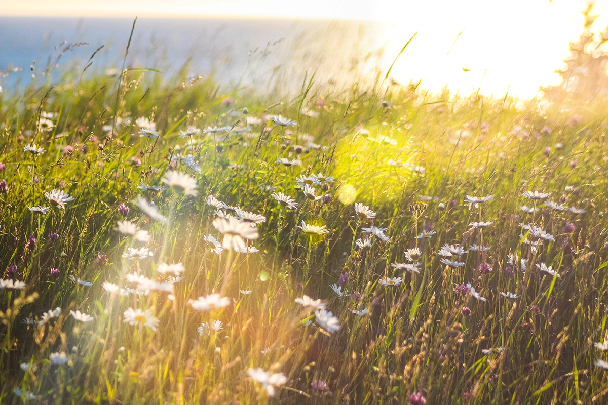 Spring is Here! Make a Fresh Start with Green Cleaning