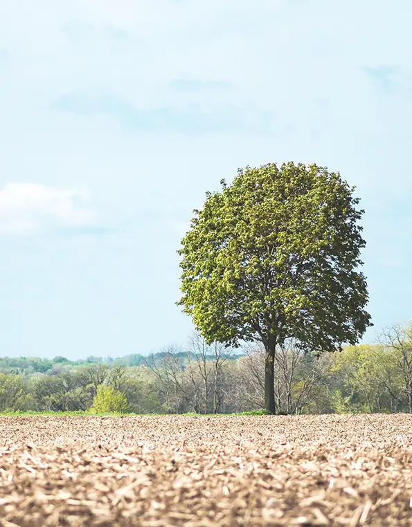 One Tree Planted For Every Order Shipped