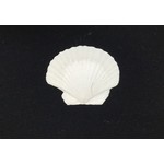 Small Scallop Shell for Baptism