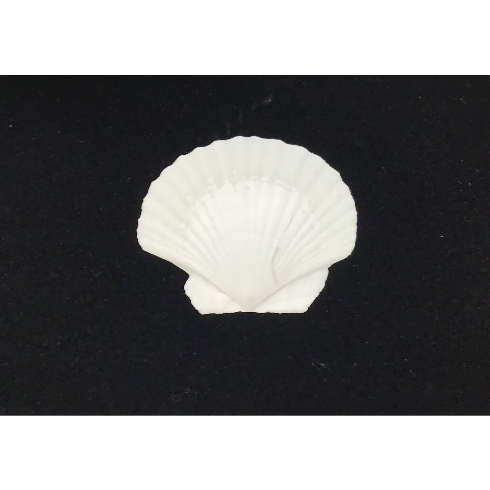 Small Scallop Shell for Baptism