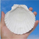 Scallop Shell for Baptism