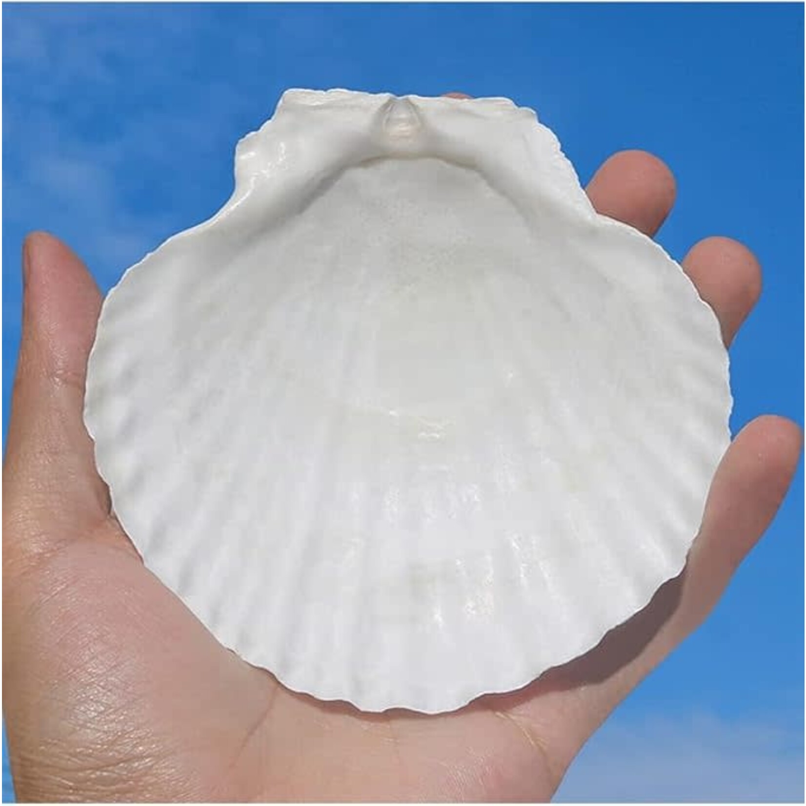 Scallop Shell for Baptism