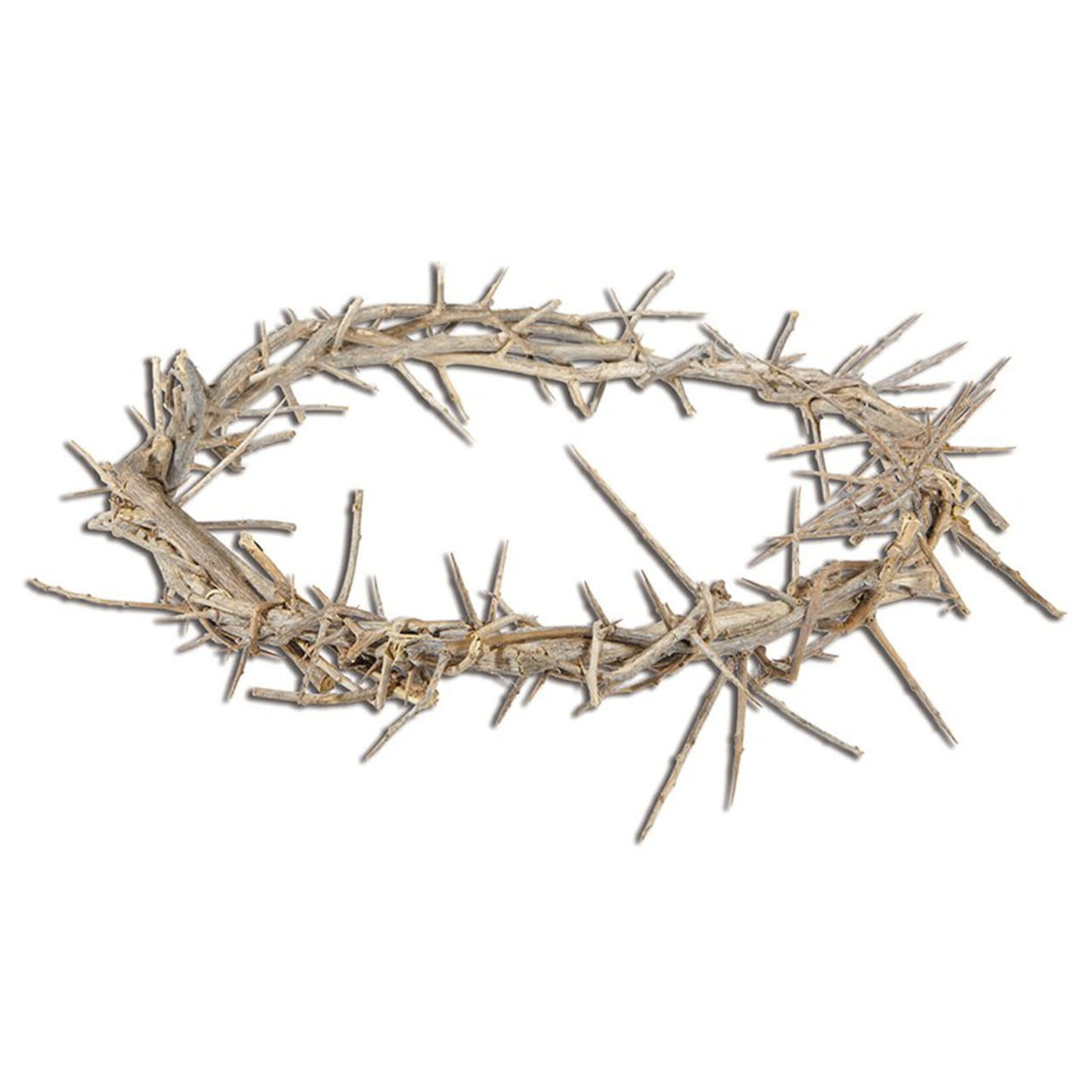 Genuine Crown of Thorns Boxed