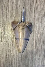 Jewelry - Shark Tooth Pendant
