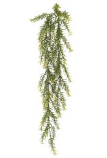 Meravic Springeri Hanging Bush - 28" Dark Green