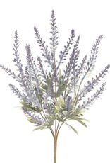 Meravic Lavender Sage Bush