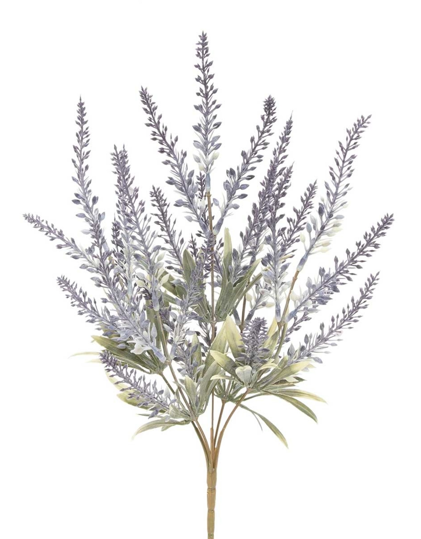 Meravic Lavender Sage Bush