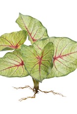 Meravic SALE 11" Caladium Bush with Roots Red/Green