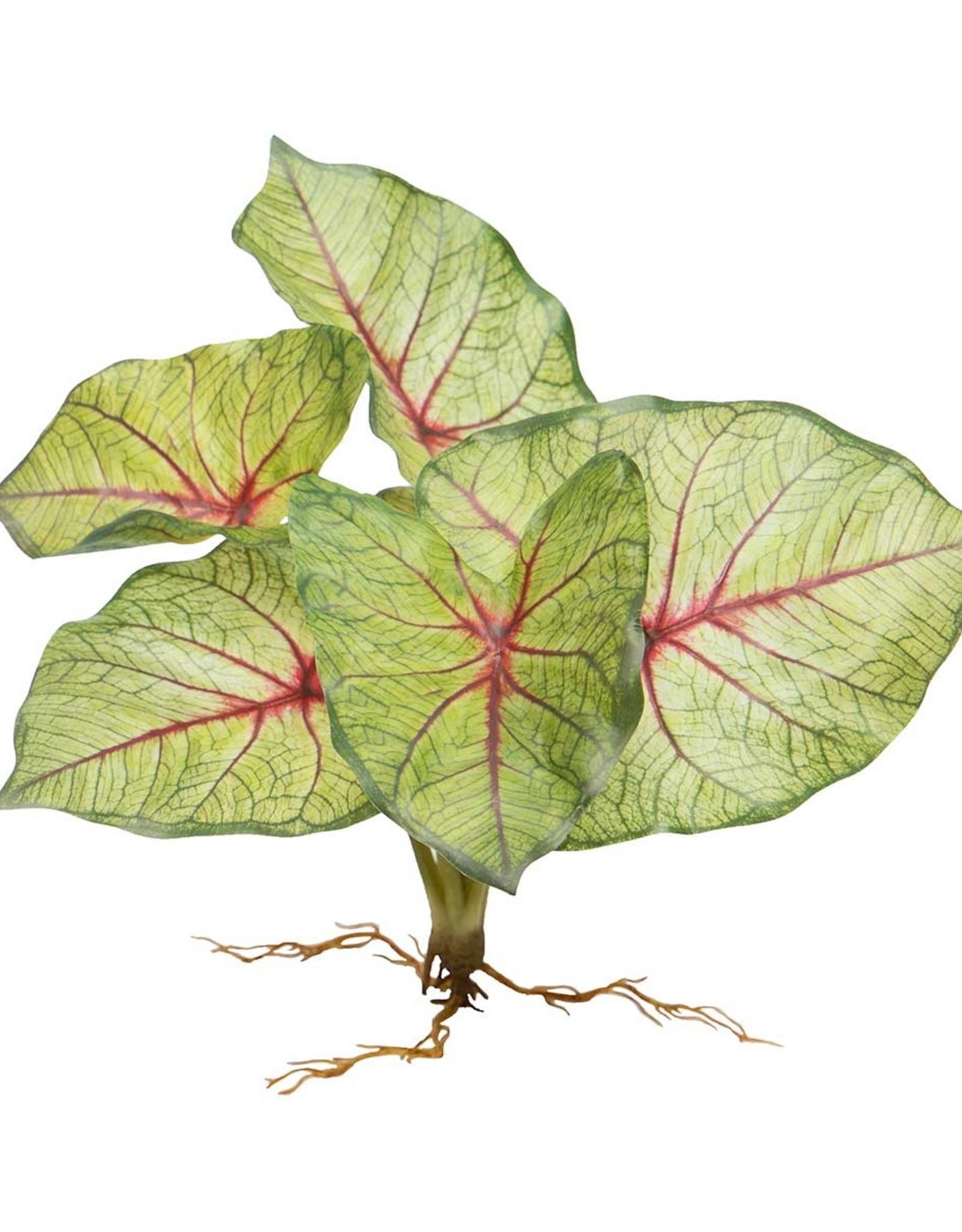 Meravic SALE 11" Caladium Bush with Roots Red/Green