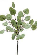 Meravic 22" Silver Dollar Eucalyptus Bush