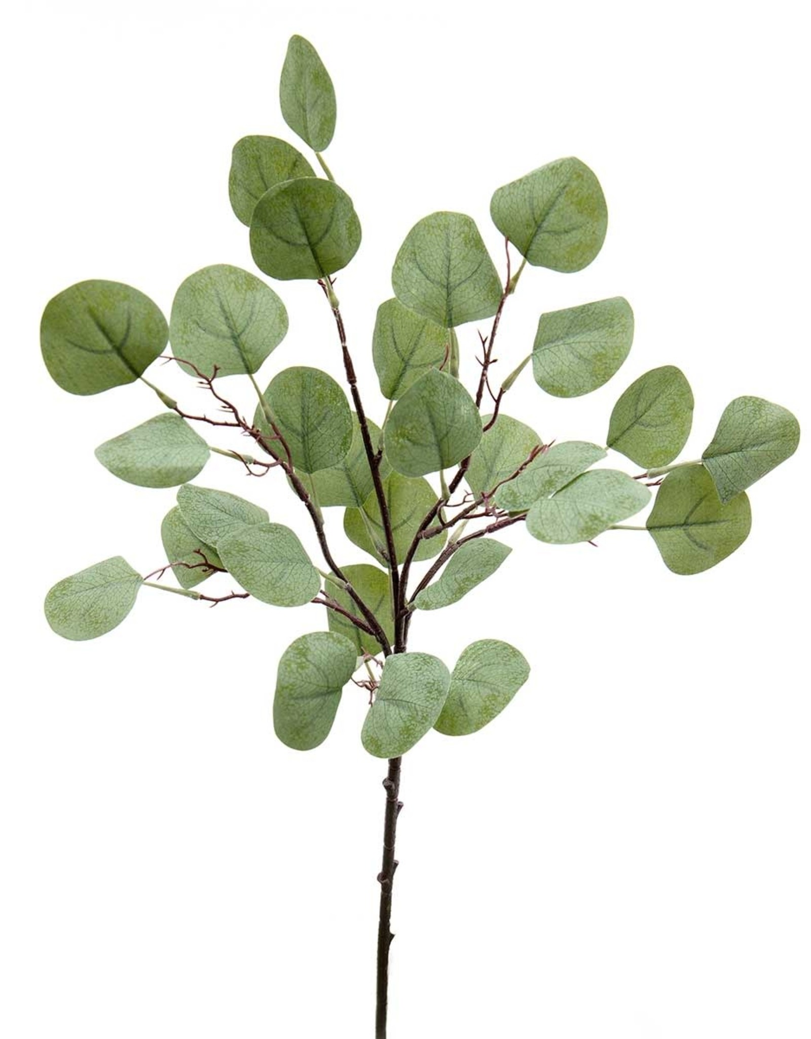 Meravic 22" Silver Dollar Eucalyptus Bush