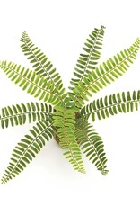 Meravic Boston Fern on Moss Ball Wrapped with Twine 14"x9"