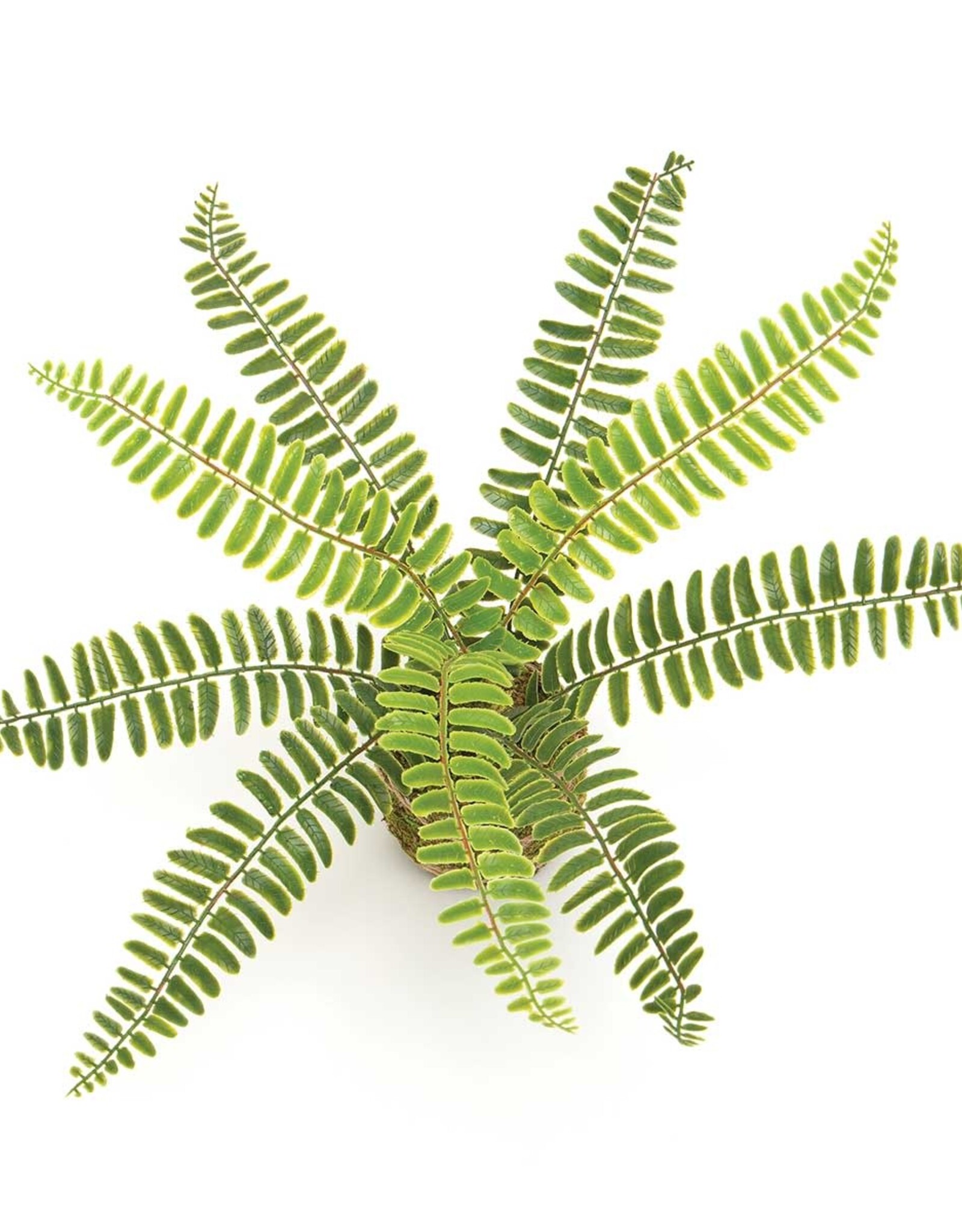 Meravic Boston Fern on Moss Ball Wrapped with Twine 14"x9"