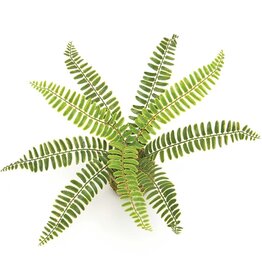 Meravic Boston Fern on Moss Ball Wrapped with Twine 14"x9"